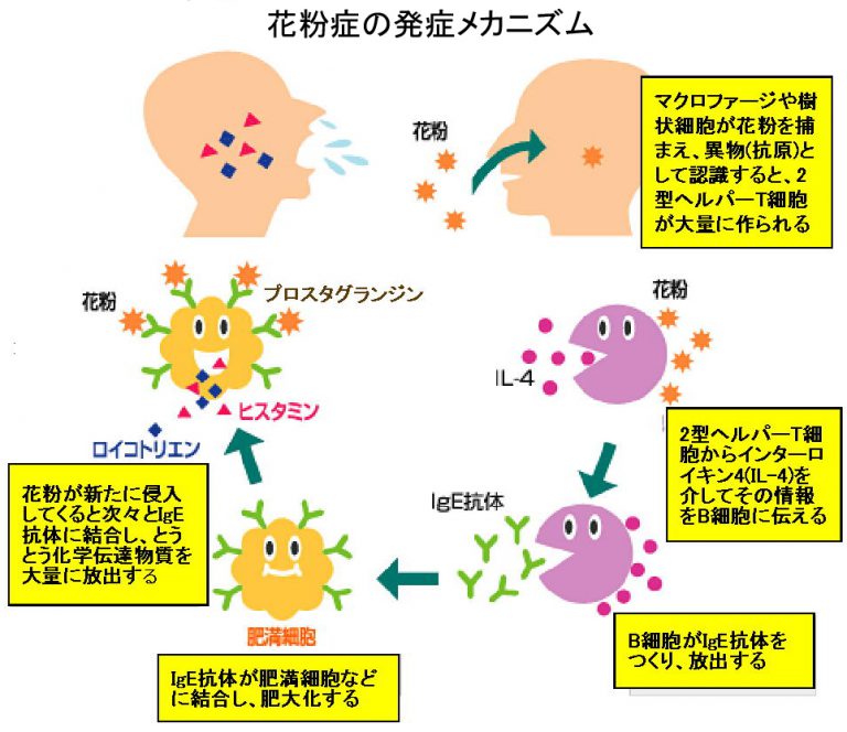 花粉症 | さいたま市浦和の整体なら鍼灸整体院ビ・プラス